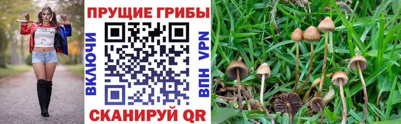 Галлюциногенные грибы Magic Shrooms  Купить закладки  Курильск 